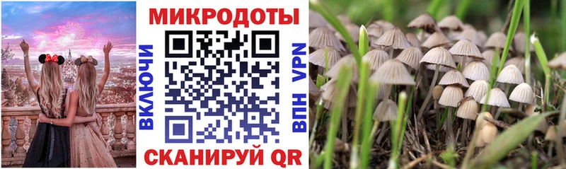 Псилоцибиновые грибы Psilocybine cubensis  Саяногорск 
